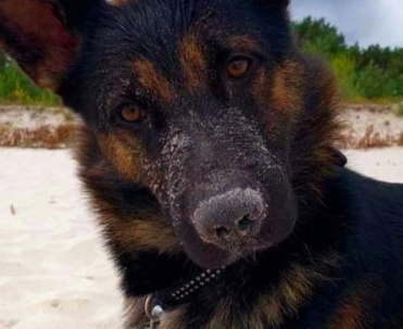Pies Rico na plaży &ndash; bliskie, sympatyczne ujęcie z naturalnym nadmorskim tłem.